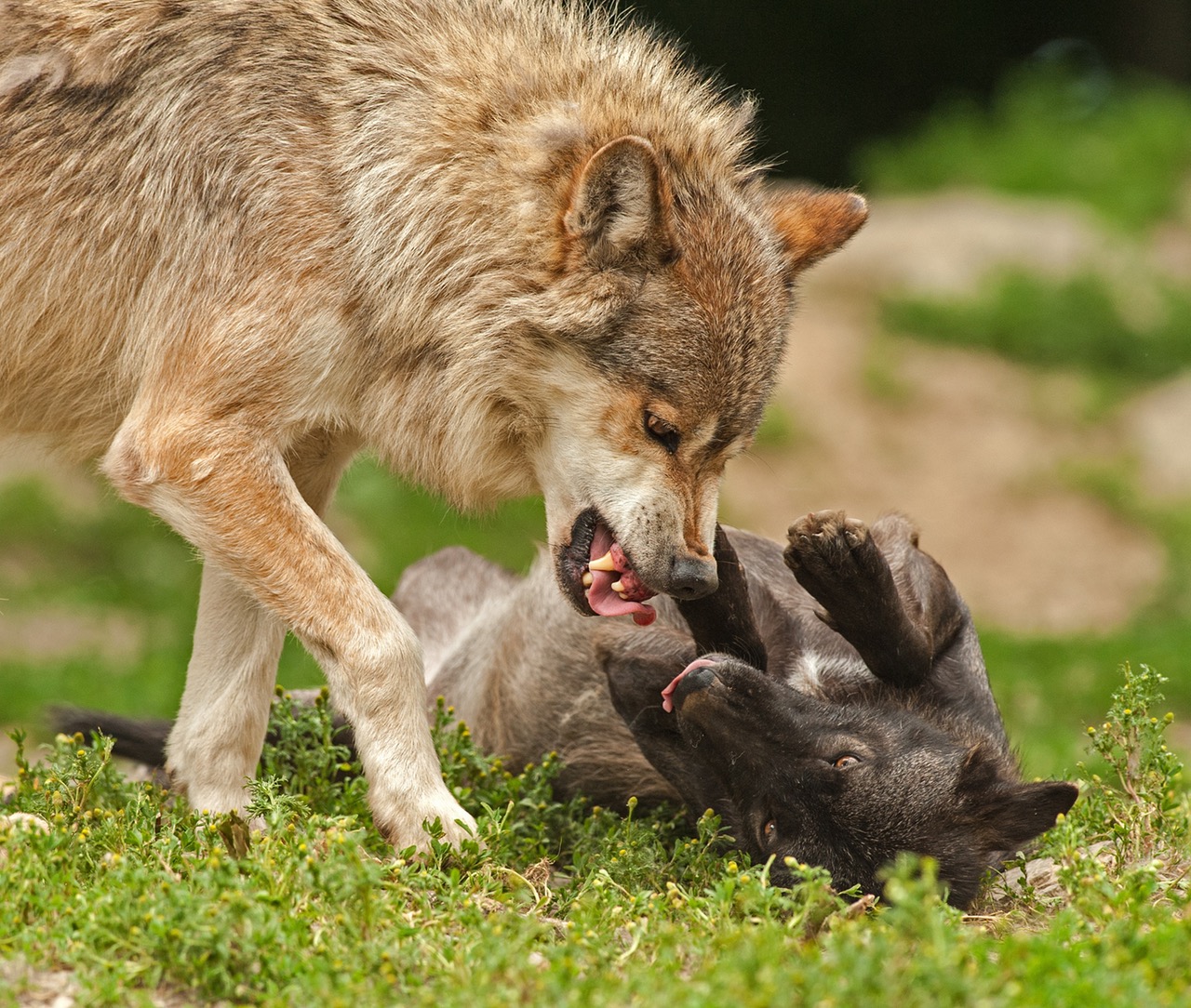 nature-animal-playing-wilderness called to thrive - dog fight