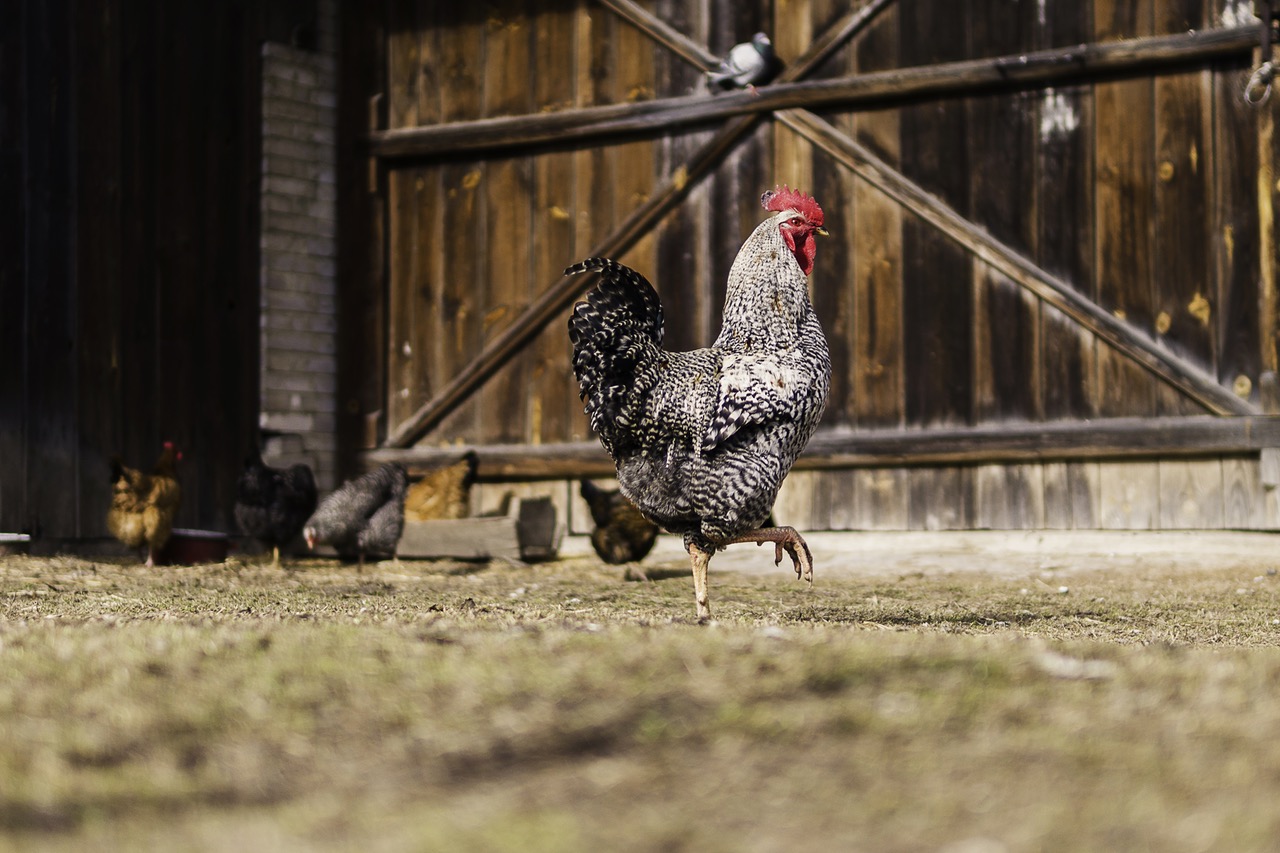 chicken called to thrive - chicken